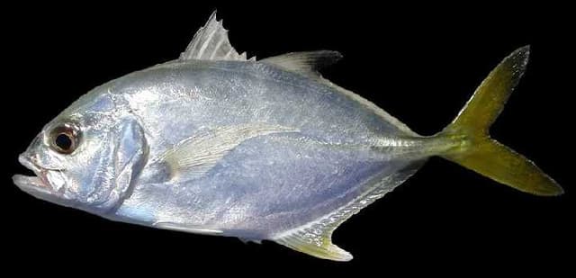 CARANX LATUS( MADEMOISELLE)