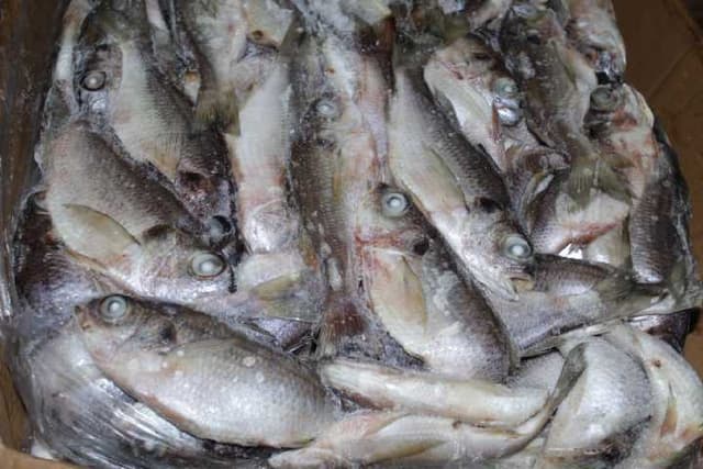 SILVI HM16+ CARTON 15Kg POUR POISSONNERIE