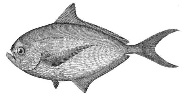 BRAMA