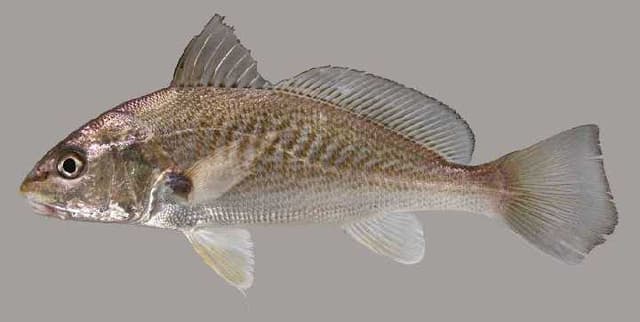 TAMBOUR BRÉSILIEN