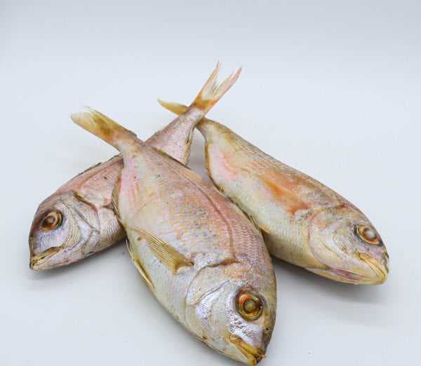 DORADE ROYAL