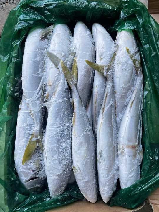 MTN CARTON 20KG